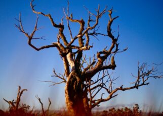 Identify Signs of a Dying Tree